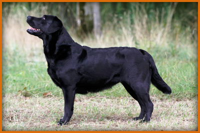 Rosebud Rhapsody of Dutch Imp - Jette - Special Friend's Labradors 