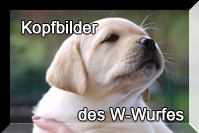 Special Friend's W-Wurf Kopf-und Standbilder