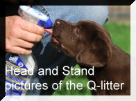 Special Friend's - Q-Litter - Head-/stand pictures