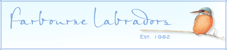Farbourne Labradors