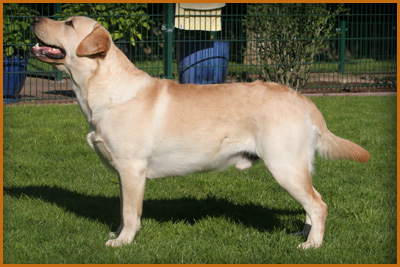 Special Friend's Labradors - Royal Saxony of Dutch Imp - gelber Rüde - Rufus