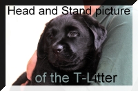 Special Friend's T-Litter Head and Stand Picture