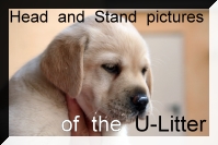 Special Friend's U-Litter - Head and Stand pictures